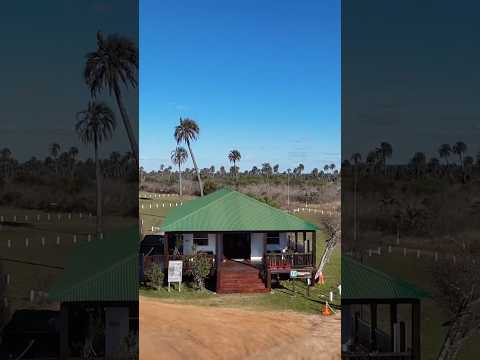 Miniatura del video: El paraíso de las palmeras 🌴          #parquenacional  #turismo  #lugaresdelaargentina. entrerios #fauna #palmera #naturaleza #birdwatching #elpalmar #colon #carpincho #capibara #preservac...