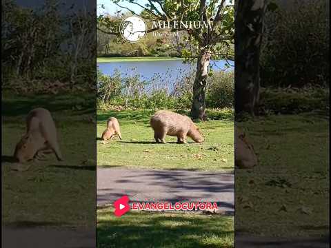 Miniatura del video: Capibara o carpincho          #naturaleza  #turismo  #lugaresdelaargentina. canal #youtube #domingo #programa #vacaciones #caba #buenosaires #catamarca #chaco #chubut #cordoba ...