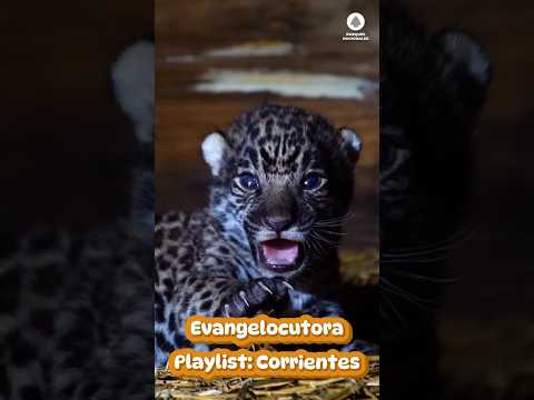 Miniatura del video: Feliz cumple, Iberá!          #corrientes  #turismo  #lugaresdelaargentina. ParqueNacional #naturaleza #yaguarete #carpincho #capibara #yacare #animales #flora #fauna #ibera #l...