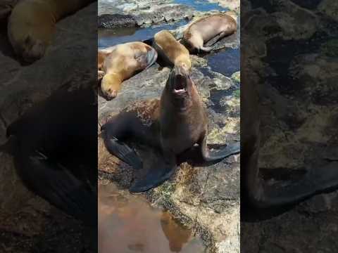 Miniatura del video: Lo conocías? Naturaleza pura #rionegro #turismo #lugaresdelaargentina. ríonegro #parquenacional #lobos #naturaleza #argentina #fauna #playa #buceo #kayak #radio #youtube #...
