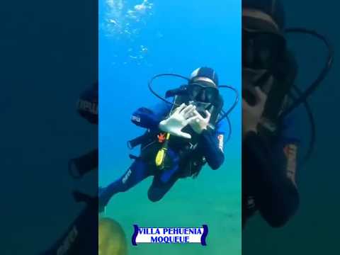 Miniatura del video: Villa Pehuenia Moquehue estuvo en FIT #neuquen #turismo #lugaresdelaargentina. aldea #montañas #naturaleza #fit #esquí #villapehuenia #moquehue #bateamahuida #rafting #trekking #k...